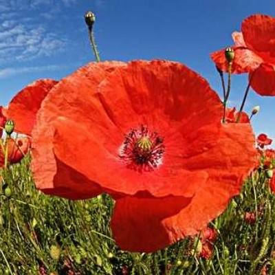 爱游戏手机客户端手机app下载